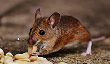 24 Hour & Emergency Exterminators in Westwood, MO
